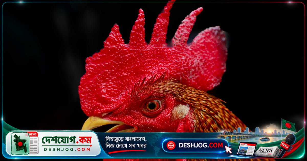 চট্টগ্রামের দেওয়ানহাটে মুরগির দাম ১০ হাজার টাকারও বেশি, লড়াইয়ের মোরগও পাওয়া যায়