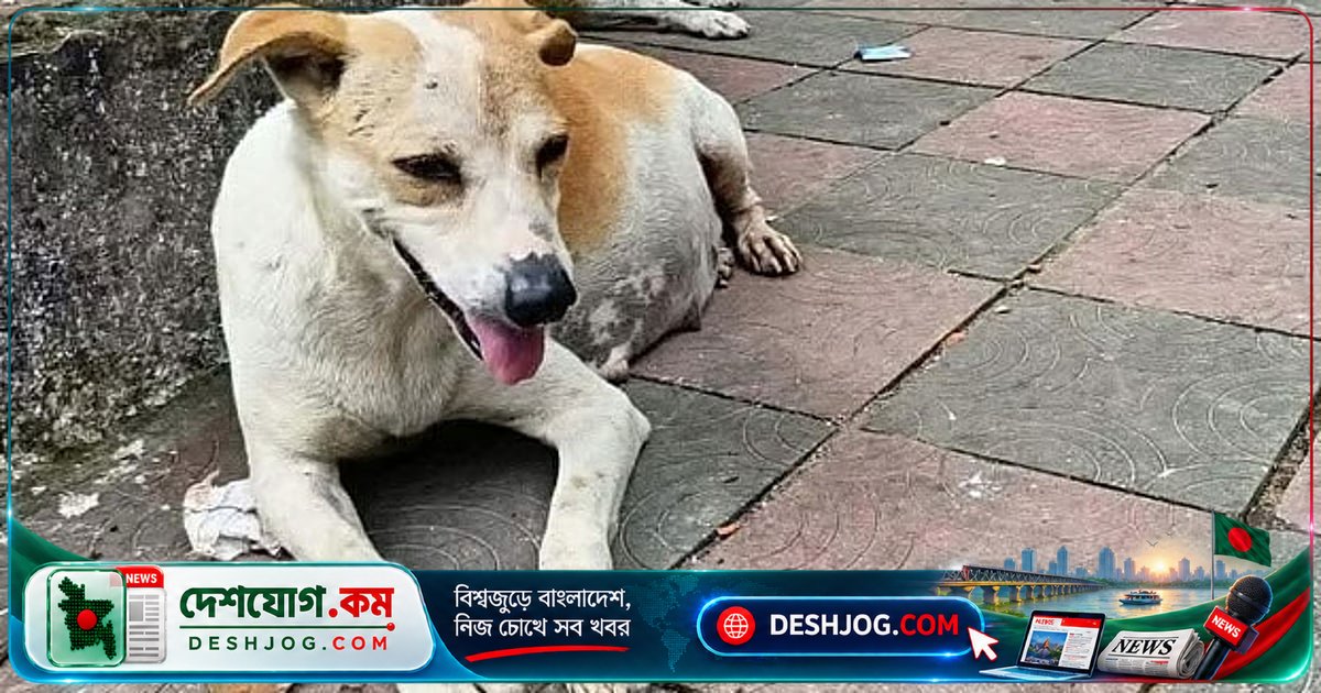 চট্টগ্রামে সরকারি গাড়িচালককে জামিন দিলে আদালত: অন্তঃসত্ত্বা কুকুরের মৃত্যুতে নিরাপত্তাকর্মীর অপরাধী ভূমিকা