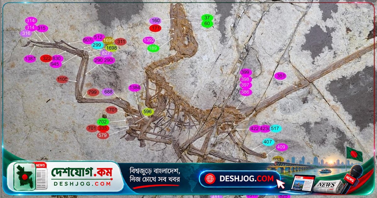 পাখি থেকে ডাইনোসর? চীনে আবিষ্কৃত পালকযুক্ত উড়তে সক্ষম ডাইনোসর জীবাশ্মের গবেষণা বদলে দিচ্ছে বিবর্তনের ইতিহাস