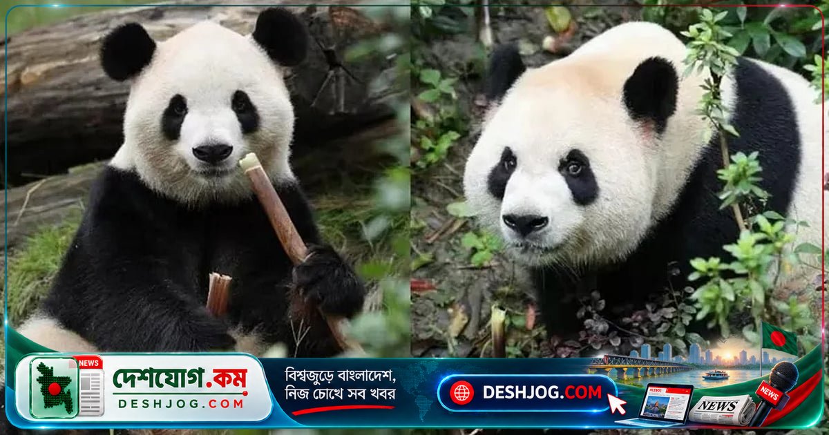 চীনের পান্ডা কূটনীতি: যুক্তরাষ্ট্রে ১০ বছরের জন্য পাঠানো পিং পিং ও ফু শুয়াং, জর্জিয়া অঙ্গরাজ্যে থাকবে