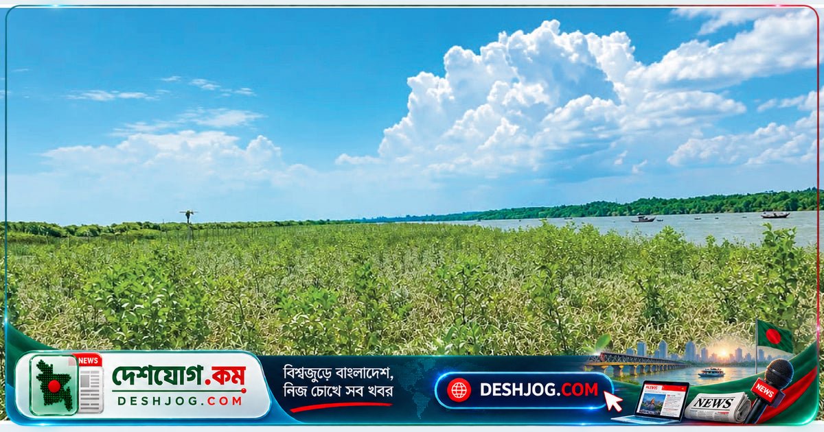 চকরিয়া সুন্দরবন পুনরুদ্ধারের জরুরি কারণ ও সরকারের পদক্ষেপ: বনভূমির ধ্বংস থেকে প্রাণ ফিরিয়ে আনতে কীভাবে?