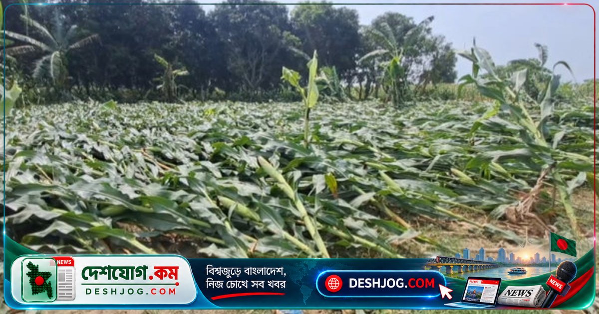 চুয়াডাঙ্গা: ঝড়বৃষ্টিতে ৩৯৫ হেক্টর জমির ফসল ক্ষতিগ্রস্ত, ভুট্টা সবচেয়ে বেশি আক্রান্ত