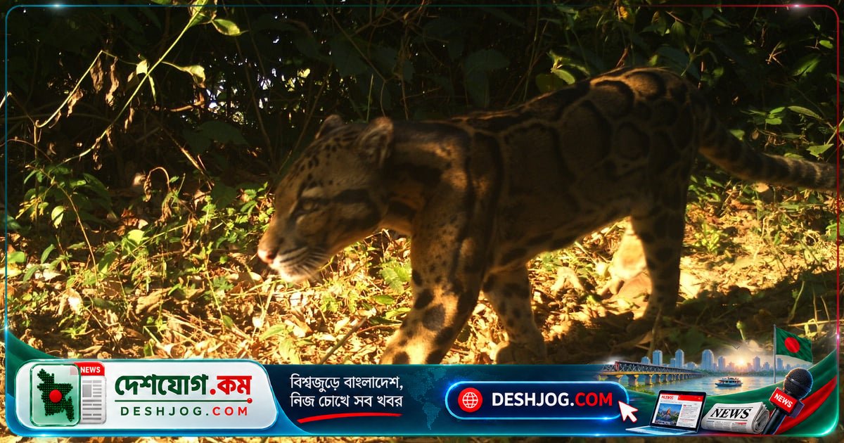 কক্সবাজারের ইনানী উদ্যানে মেঘলা চিতার আবিষ্কার: ২১ প্রজাতির বন্য প্রাণীর সন্ধান মিলে নতুন আশা