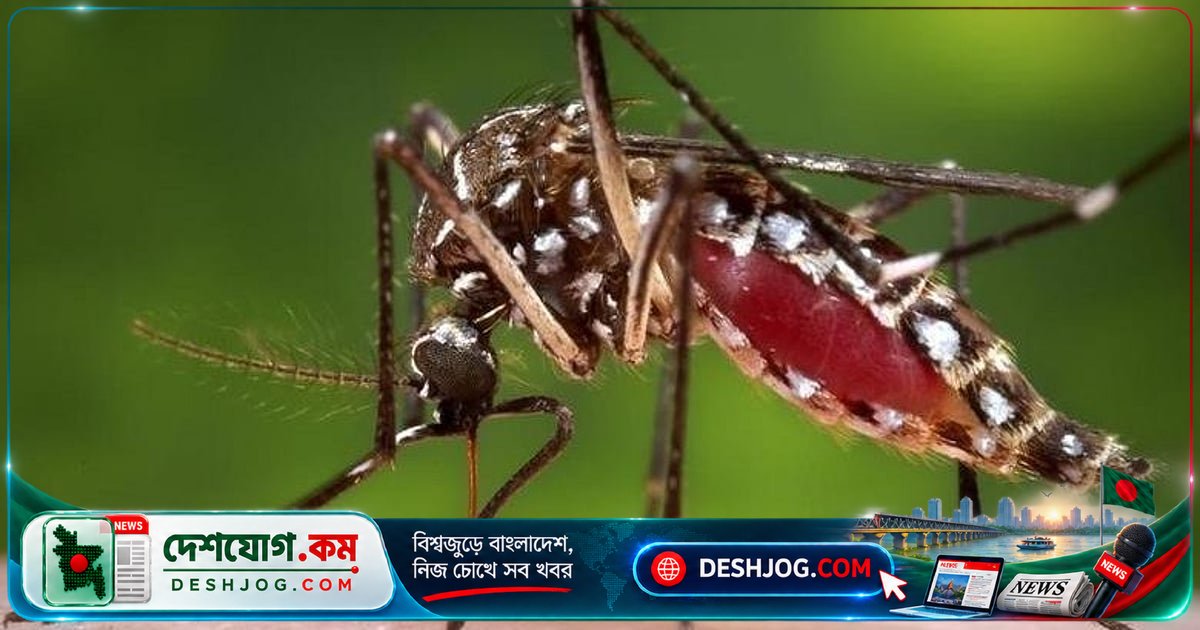 উপকূলীয় ১৯ জেলায় ডেঙ্গু সংক্রমণে ৪০ শতাংশেরও বেশি রোগী: কেন এত বিস্তার?