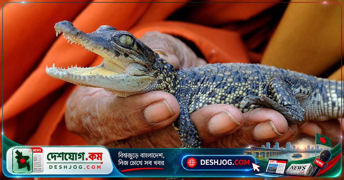 কুমিরের জিনের ব্যাংক হিসেবে ঘোষিত কম্বোডিয়ার জলাভূমি: বিলুপ্তির কিনারে থেকে বাঁচিয়ে উঠেছে ৪০টি সিয়ামিজ কুমির