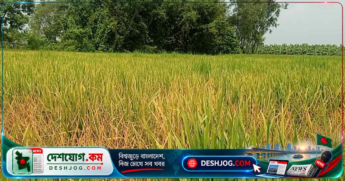 বিচারাধীন জমিতে বিষপ্রয়োগে ধানখেত পুড়ে যাওয়ার অভিযোগ: কৃষক ১ লাখ ২০ হাজার টাকা ক্ষতির দাবি