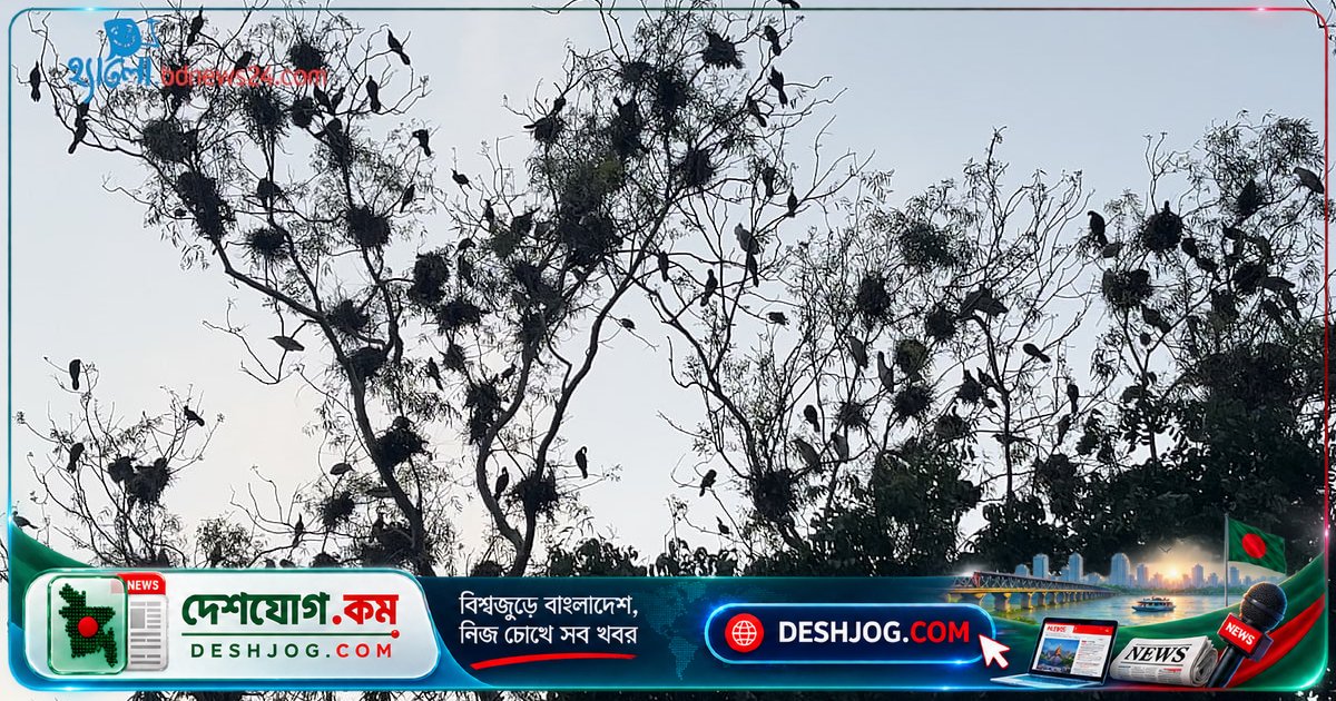 কংক্রিটের শহরে পাখিদের জীবন সহজ করুন এই সহজ উপায়ে