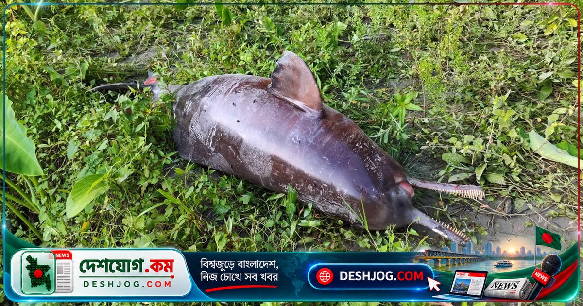 ঝালকাঠির বিষখালী নদীতে মৃত শুশুক ভেসে ওঠায় স্থানীয়দের উদ্বেগ