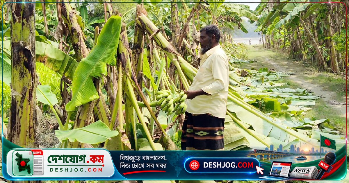ঋণে গড়া কলাবাগান ধ্বংস: কৃষক জয়দার মিয়ার পরিবার পথে বসার মুখে