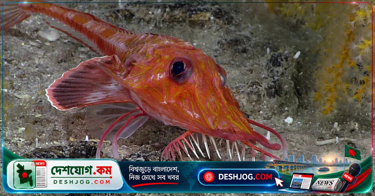 গভীর সমুদ্রে হেঁটে বেড়ায় মাছ! চীনের গবেষকরা খুঁজে পেয়েছেন ‘পেছন দিকে হাঁটা’ বিরল মাছের রহস্য