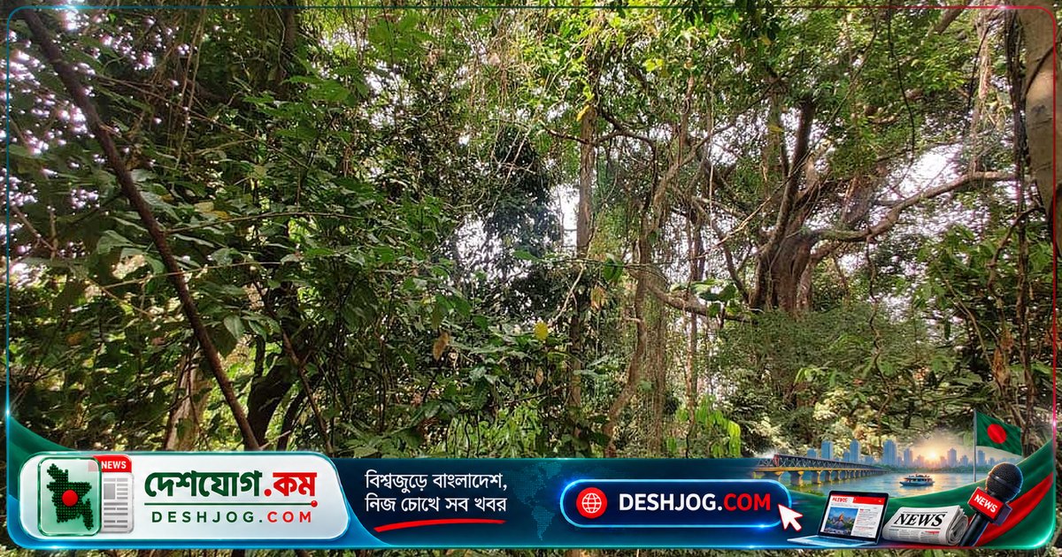 বন ধ্বংসের কারণে বন্য প্রাণীরা হারায় জীবনসঙ্গী ও আবাসস্থল, বিলুপ্তির ঝুঁকিতে পড়ে প্রজাতি