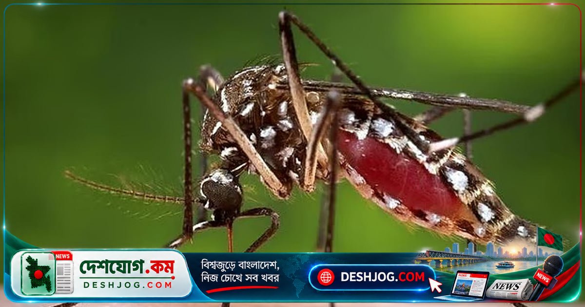 ডেঙ্গু জ্বর কমলেও এই ৪৮ ঘণ্টার মধ্যে সতর্কতা: ডাক্তারের সতর্কবার্তা