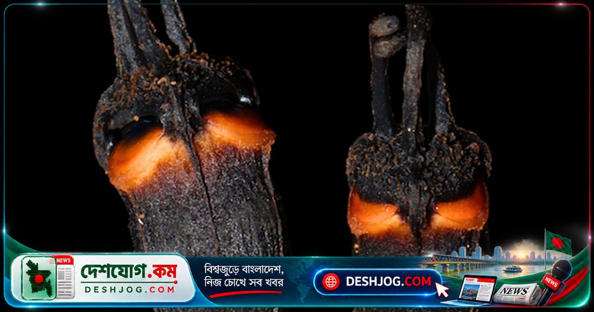 থাইল্যান্ডের পাহাড়ি বনে সূর্যালোক ছাড়াই বেঁচে থাকা ডেভিল ফ্লাওয়ারের গোপনীয়তা