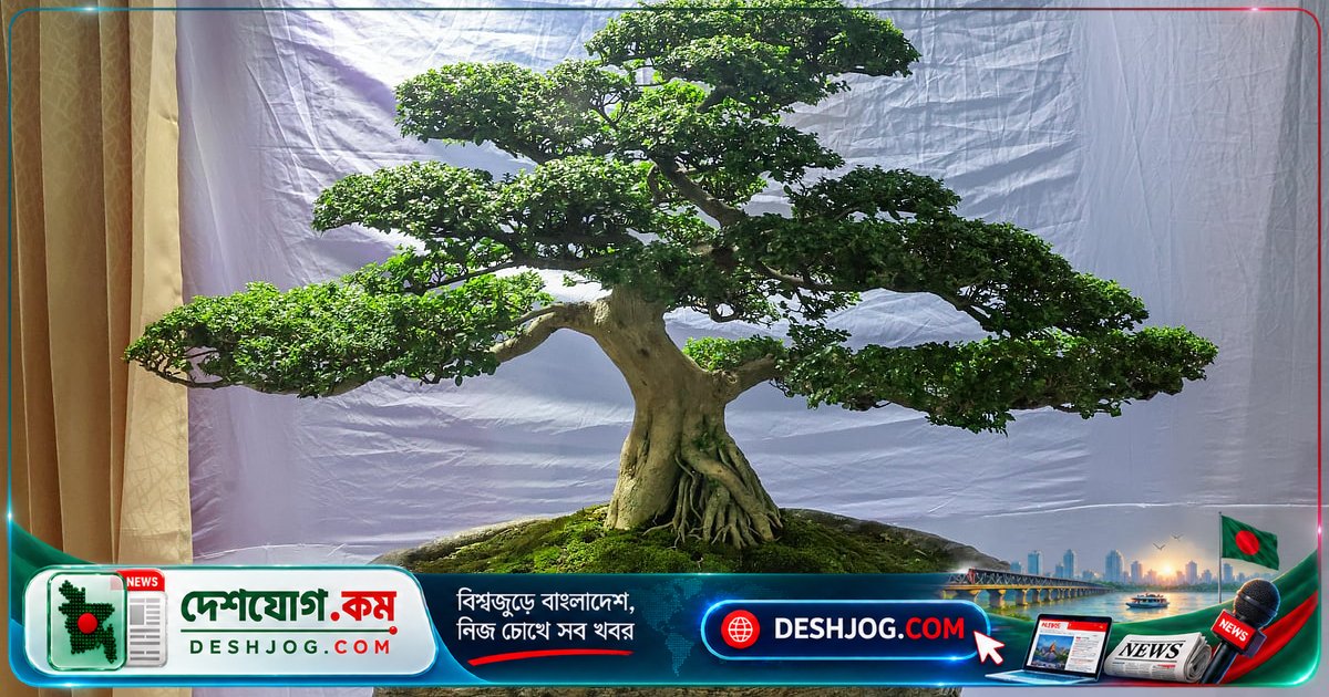 ধানমন্ডিতে শুরু হয়েছে বনসাই প্রদর্শনী: প্রকৃতি ও গাছের দুর্লভ গল্পের সফর