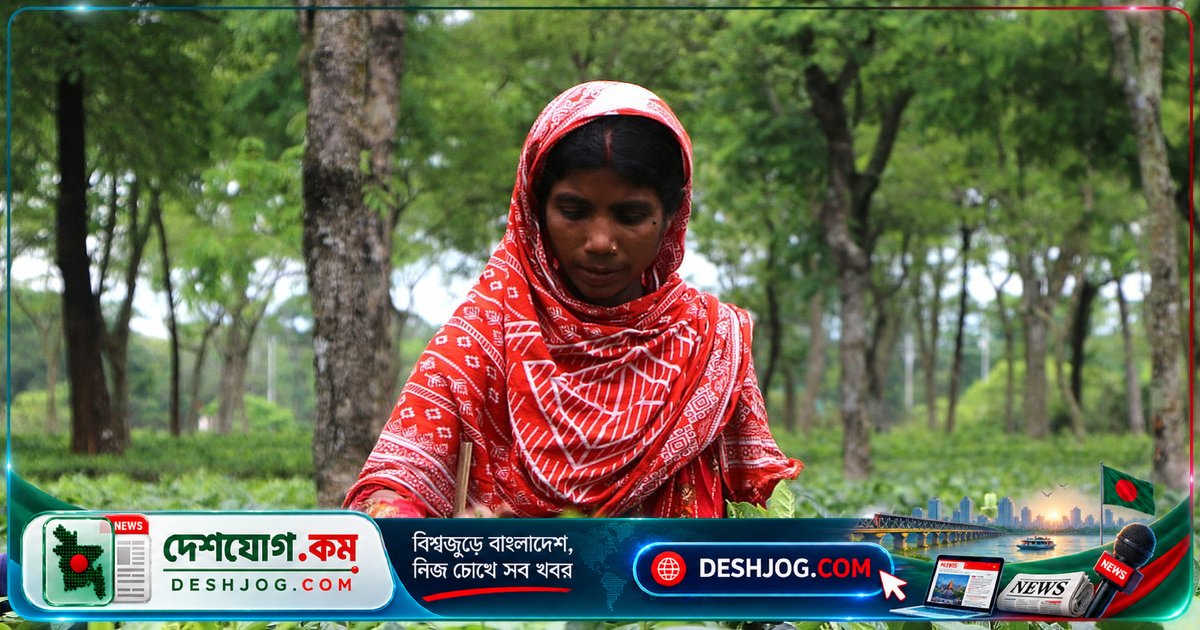 পঞ্চগড়ের চা-বাগানে ডিজিটাল বিপ্লব: বিকাশে সরাসরি বেতন পাচ্ছেন শ্রমিকেরা