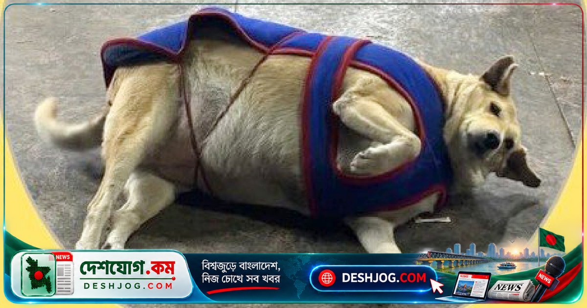'গোলা' দিল্লির সবচেয়ে মোটা কুকুরের খেতাব জিতলেও মৃত্যুর আগেই বিজয়ী ঘোষিত হলো