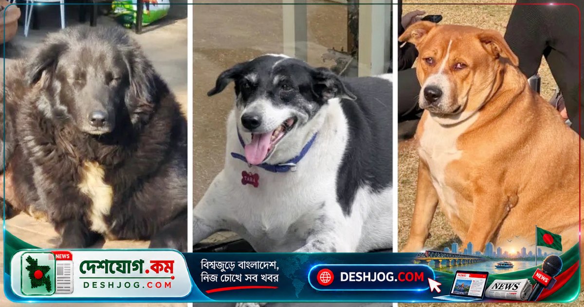 'সেরা মোটা' পথকুকুর প্রতিযোগিতায় দিল্লির রাস্তার কুকুরের জনপ্রিয়তা ও বিতর্কের সম্মিলিত সৃষ্টি