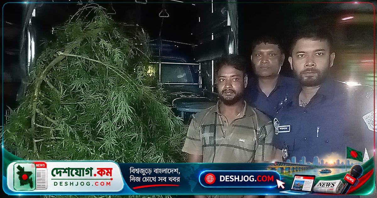 দিনাজপুরের ঘোড়াঘাটে গাঁজা চাষের অভিযানে গ্রেপ্তার আবু তালেব: জব্দ ২০ কেজি গাঁজা