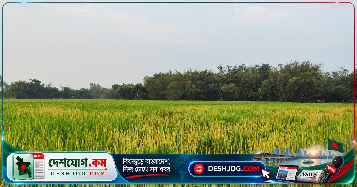 দিনাজপুরে জমি বিরোধে ধানখেতে আগাছানাশক স্প্রে, জামায়াতের সাবেক আমিরসহ তিনজন গ্রেপ্তার