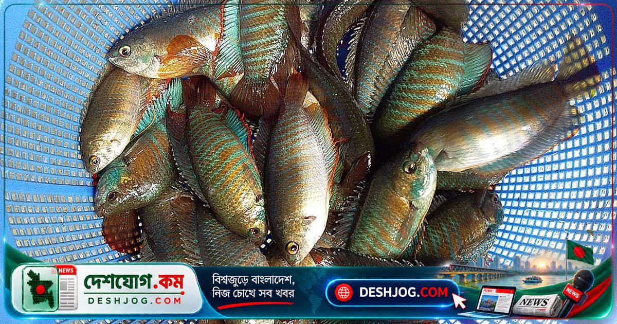 খলশে মাছের অদৃশ্য: ধানখেত থেকে বিলুপ্তির গল্প