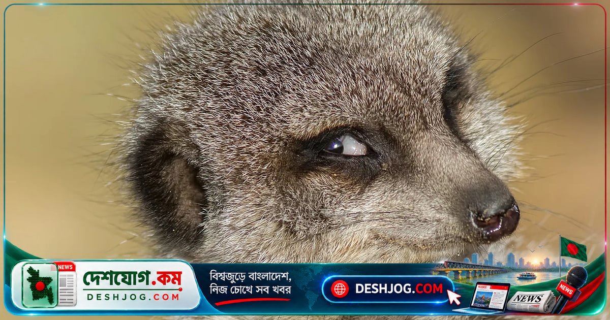 অন্যের কষ্ট দেখে আনন্দ পায় কি পশুপাখি? বিজ্ঞানীরা জানান সত্যি কি?
