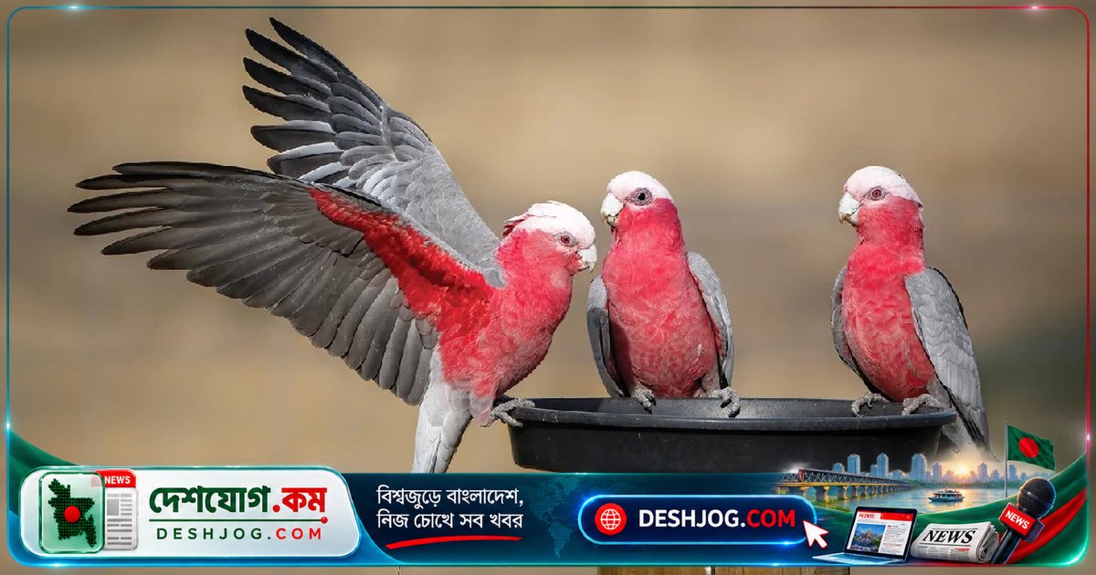 কাকাতুয়া পাখিরা উড়তে আনন্দ পায় কি? বিজ্ঞানীরা আবিষ্কার করেছেন স্বাভাবিক আচরণের গোপন
