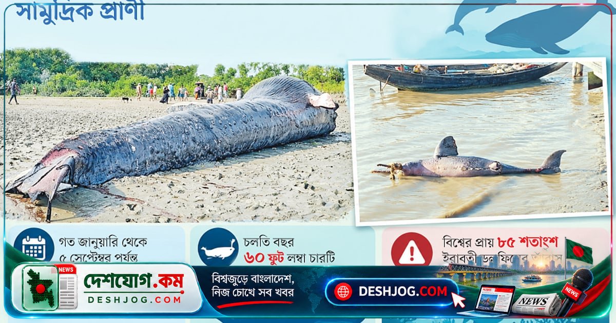 বাংলাদেশের উপকূল ও নদীতে একের পর এক মারা যাচ্ছে ডলফিন-তিমি: বৈজ্ঞানিকদের উদ্বেগ