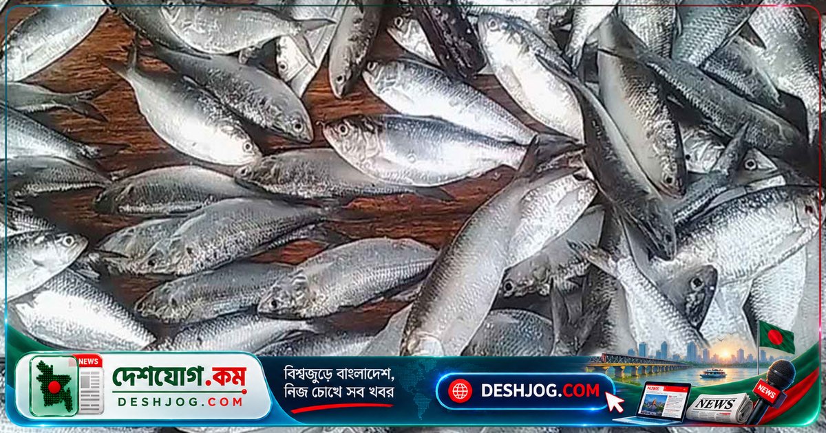 ৮ মাসের নিষেধাজ্ঞা থেকে শুরু: ইলিশের পোনা রক্ষায় নদ-সাগরে জাটকা আহরণ বন্ধ