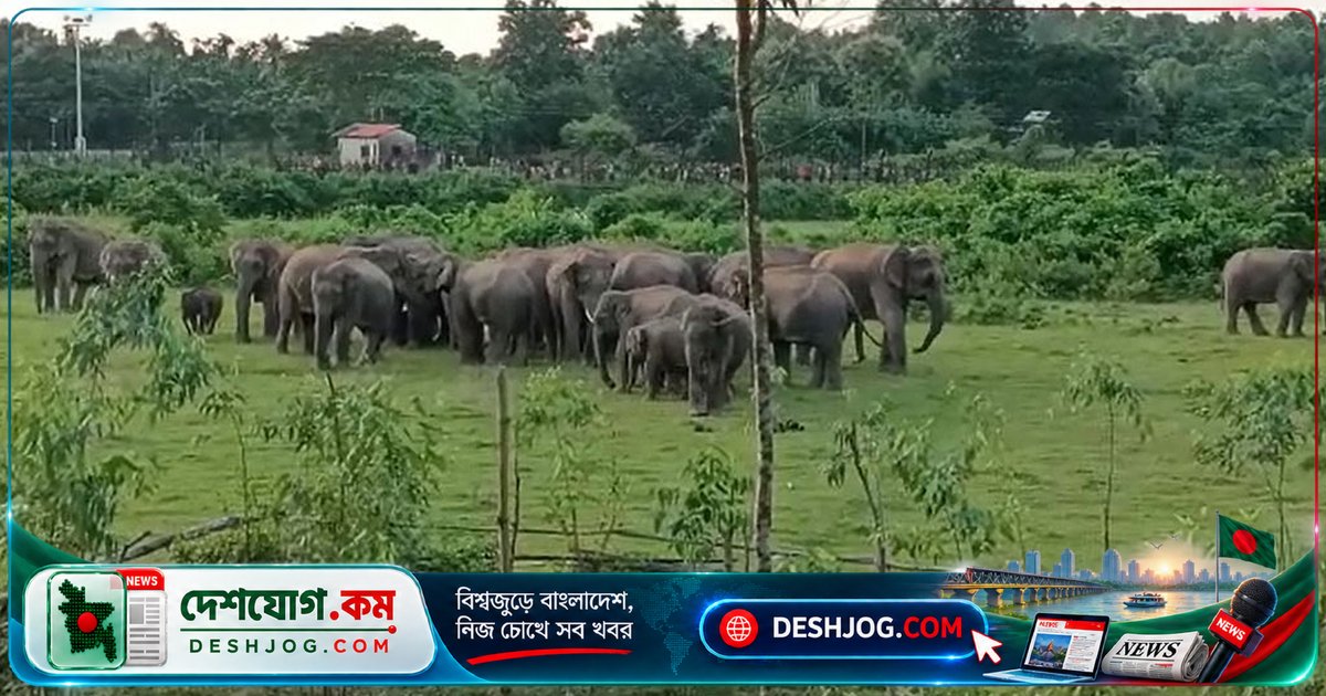 হাতির অস্তিত্বের পেছনে লুকিয়ে আছে কী বিপদ? বৈজ্ঞানিকদের সতর্কবার্তা