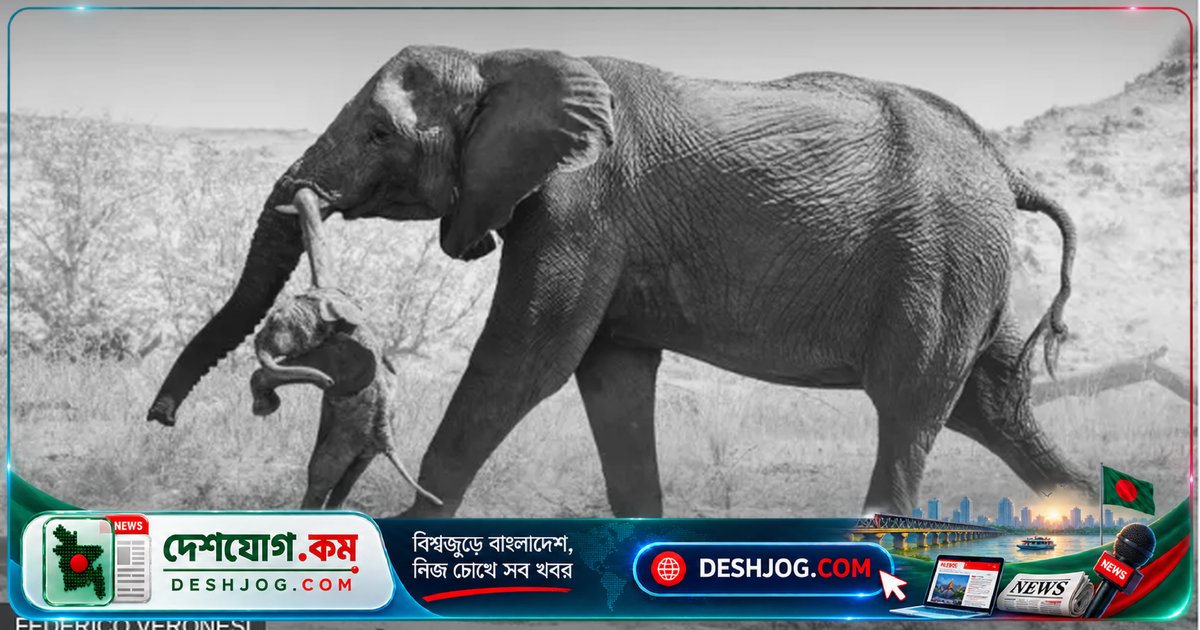 পুরস্কারজয়ী ছবিতে ধরা পড়লো হাতির বিরল শোকপ্রকাশের আচরণ: নামিবিয়ার মরুভূমির গভীর আবেগের গল্প