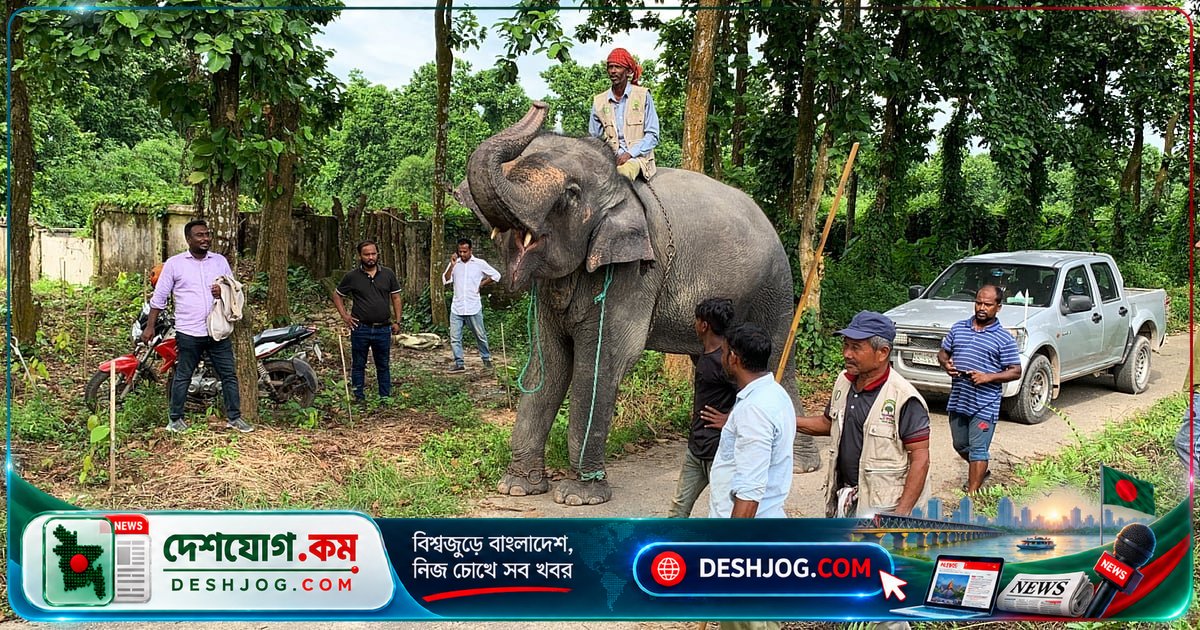 হাতির চাঁদাবাজি ও নির্যাতনের অভিযোগে উদ্ধার দুটি হাতি পুনরায় মালিকদের কাছে ফিরিয়ে দিল বন বিভাগ