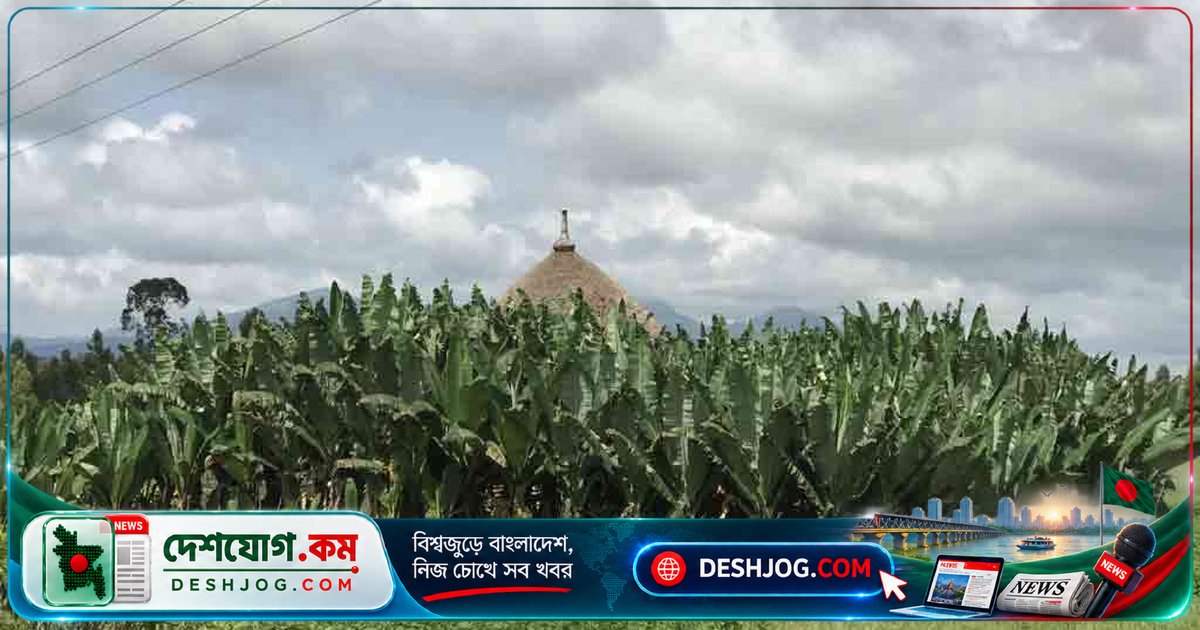 ক্ষুধাবিরোধী ‘মিথ্যা কলা’ গাছ: কোটি মানুষের খাদ্য নিরাপত্তা বাঁচাতে পারে এই অলৌকিক উদ্ভিদ