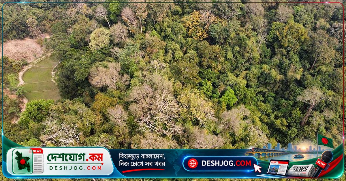 গাছপালা ও বনভূমি ধ্বংসের বিপদ: জীববৈচিত্র্য ও পরিবেশের ভারসাম্য হুমকির মুখে
