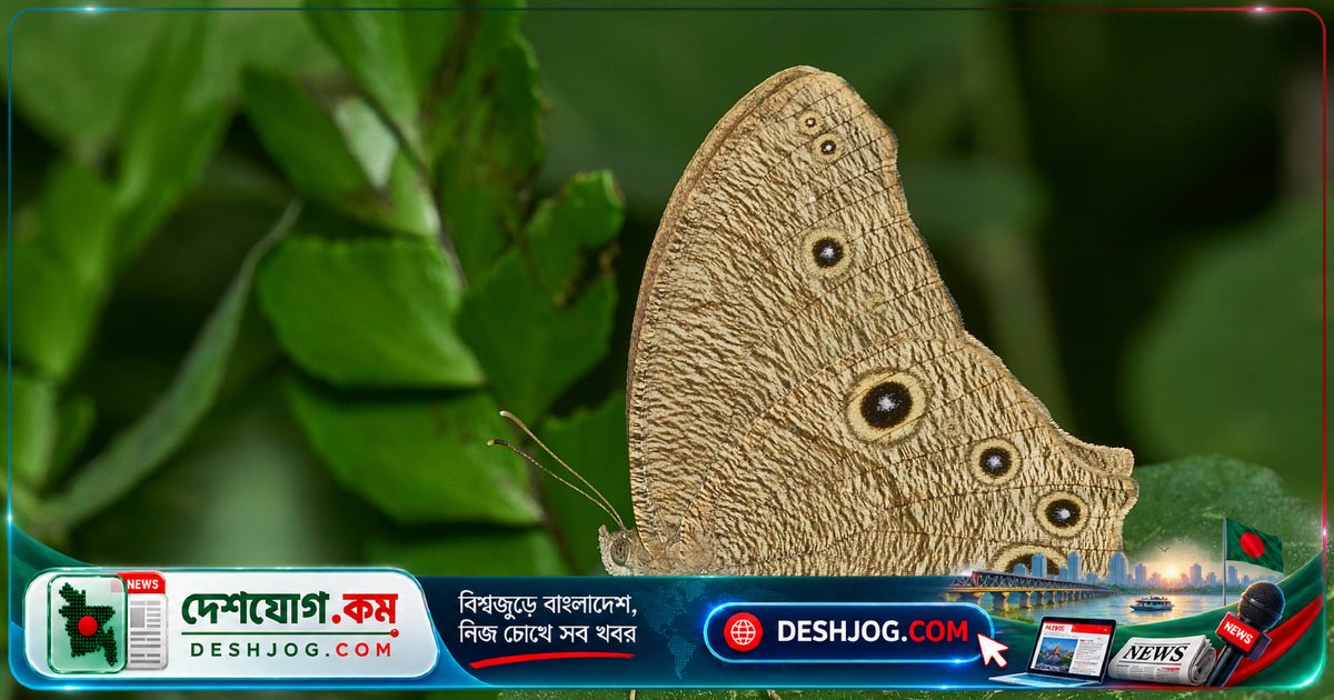 সাঁঝপরী প্রজাপতি: রাতের অন্ধকারে জাগে এই পাতার ছদ্মবেশী অদ্ভুত প্রাণী