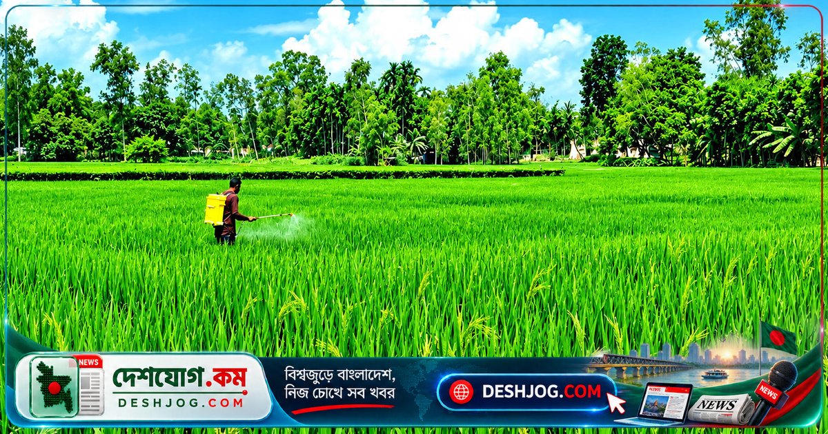 ফরিদগঞ্জের আমন খেতে দুলছে কৃষকের স্বপ্ন: ৮০৫০ হেক্টর জমিতে বাম্পার ফলনের আশা