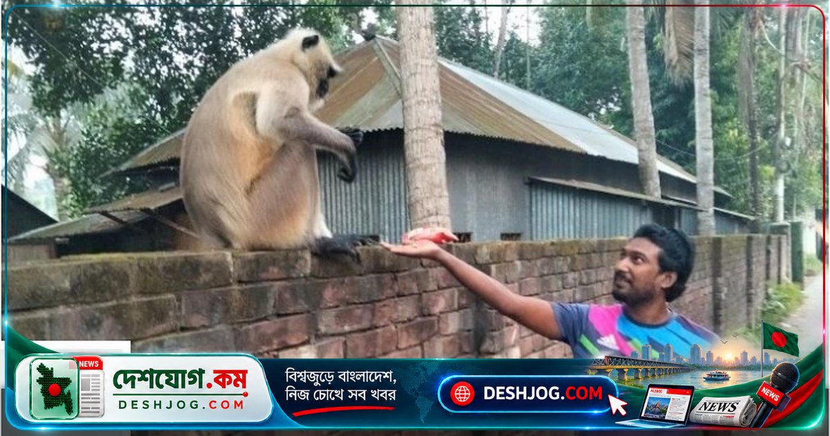 ফরিদপুরে দলছুট হনুমানের আকর্ষণে ভিড় জমেছে কুসুমদী গ্রামে