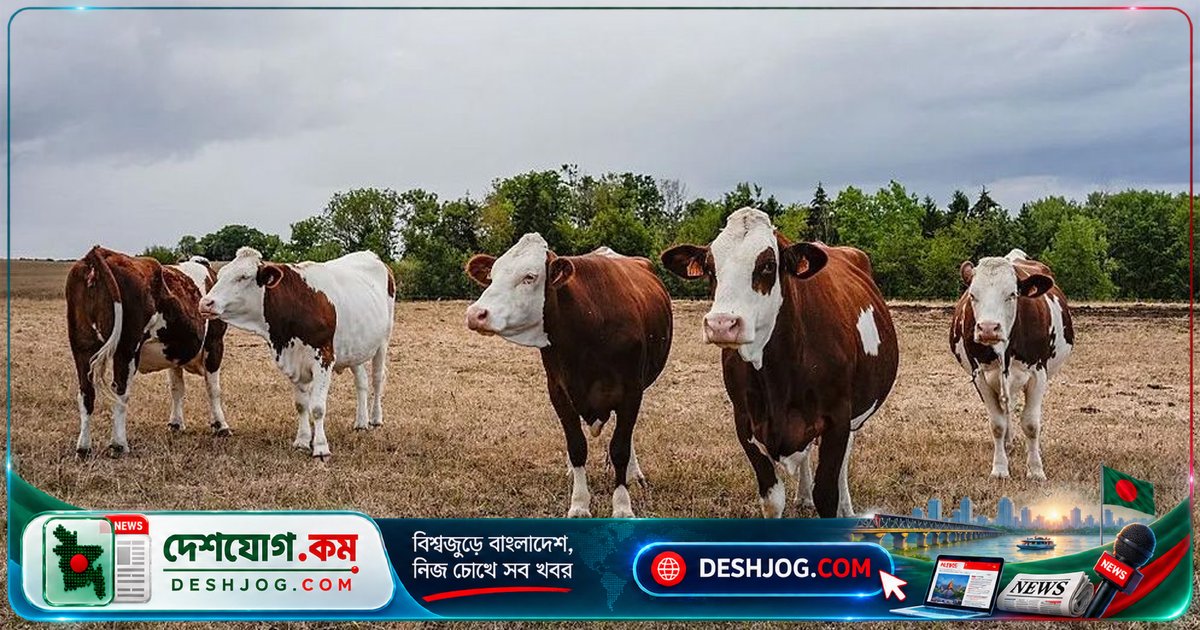 ফ্রান্সে মানুষের শরীরে প্রথমবারের মতো শামোন্ডা ভাইরাস শনাক্ত, মৃত্যুর ঘটনা তদন্তে