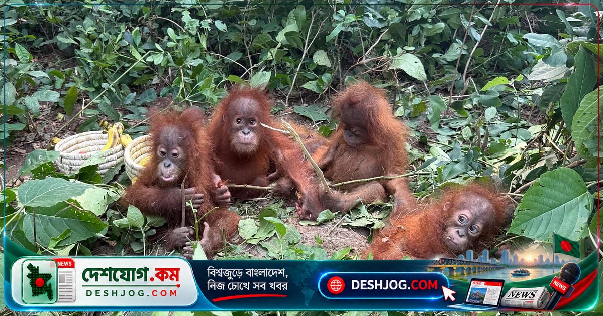 ওডিশার বনে পাঁচটি ওরাংওটাং ছানা: পাচারকারীদের অপরাধচক্রের কী গল্প?