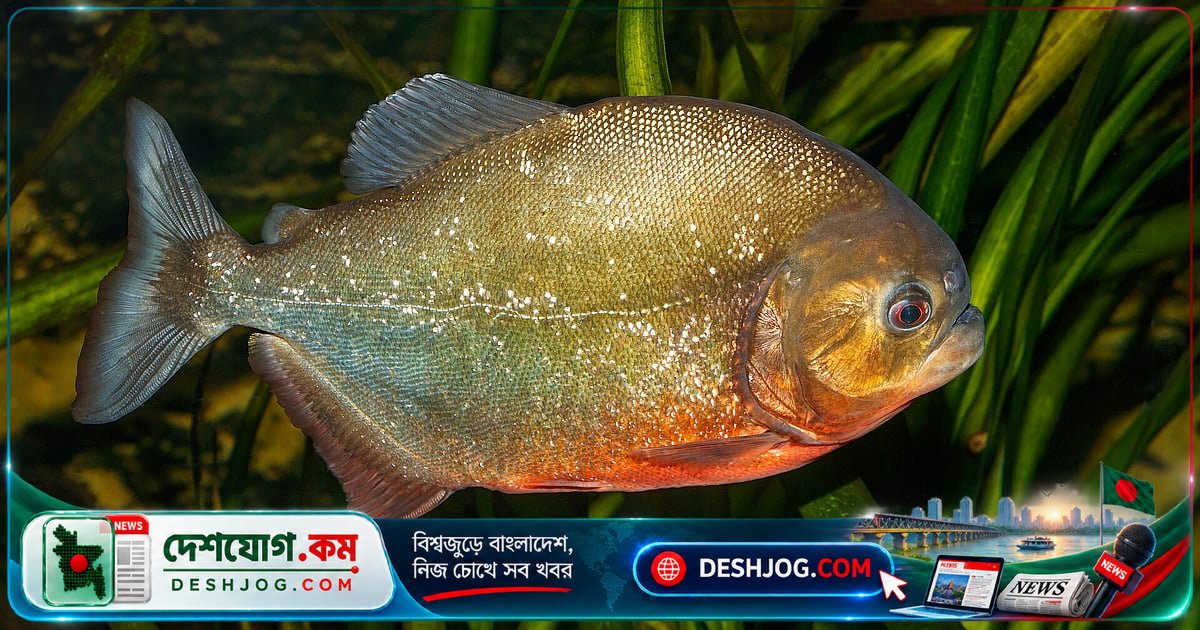 পুকুর ও নদীতে ৫ প্রকার রাক্ষুসে মাছের পরিচয়: কীভাবে তারা দেশীয় মাছের ডিম ও পোনা খেয়ে ফেলে?