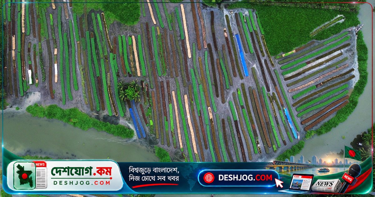 বরিশালের জলাভূমিতে ধাপ পদ্ধতিতে ভাসমান চাষে সবজি ও চারা উৎপাদন: কৃষকদের উদ্ভাবনী কৃষি পদ্ধতি