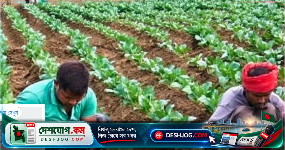ফরিদপুরের চরাঞ্চলে আগাম ফুলকপি চাষে বাম্পার ফলন, কৃষক লাভের আশায় হাসিমুখ