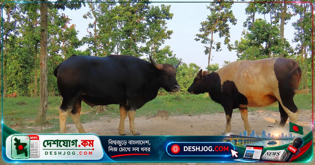 গয়াল: বাংলাদেশের পাহাড়ি প্রাণীর অস্তিত্ব ও অর্থনৈতিক সম্ভাবনা নিয়ে নতুন গবেষণা