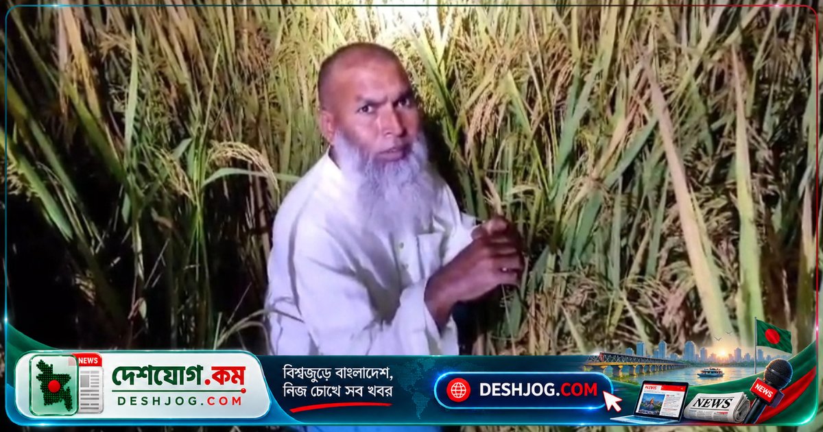 গাইবান্ধা: ধানখেতে লুকিয়ে থাকা আওয়ামী লীগ নেতা পুলিশের হাত থেকে বের হয়নি