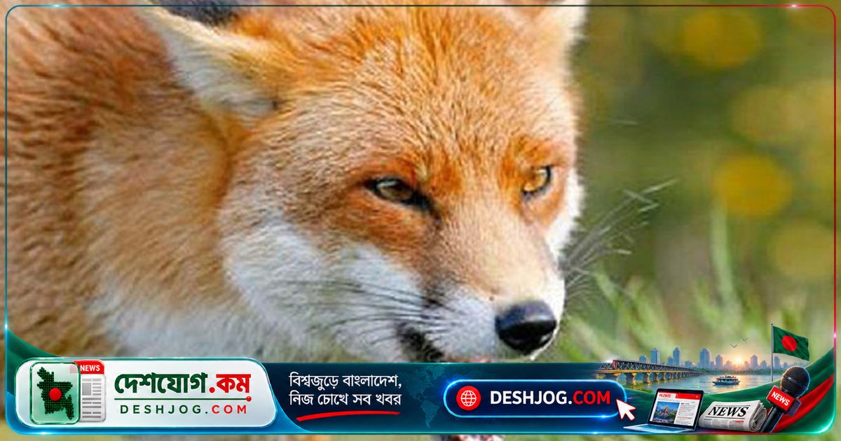 গাইবান্ধার সুন্দরগঞ্জে শিয়ালের হামলায় আহত ৯, শিশুসহ নারী-পুরুষসহ সবাই আতঙ্কিত