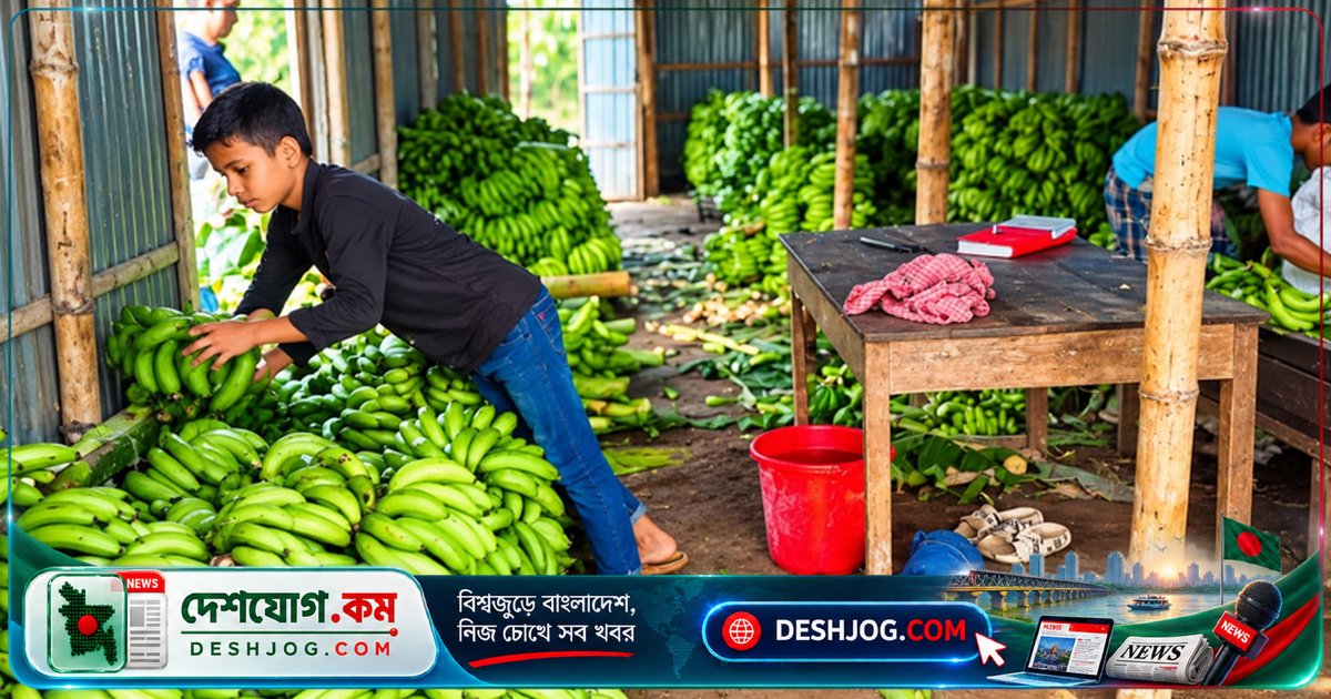 গাইবান্ধার সাগর কলা বাজারে কার্বাইড ব্যবহার: স্বাস্থ্য ঝুঁকিতে সাধারণ মানুষের জীবন