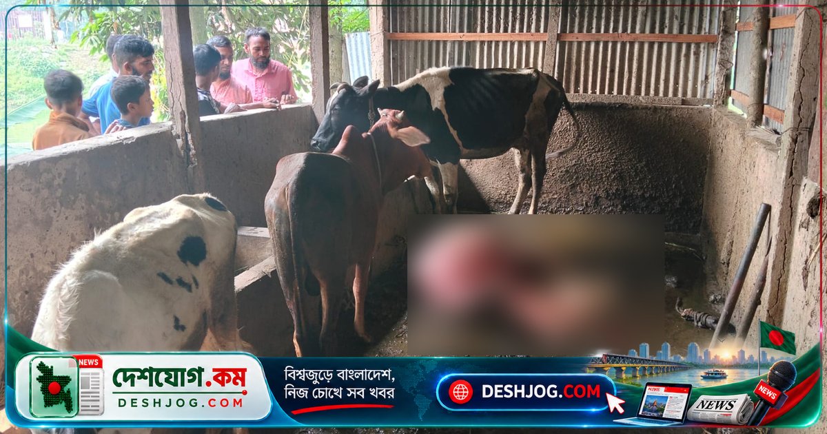 গাজীপুরের খামারে জবাই করে মাংস চুরি: চোররা চামড়া ফেলে রেখে পালায়, কৃষকদের আর্থিক ক্ষতি ১ লাখ ২০ হাজার টাকা