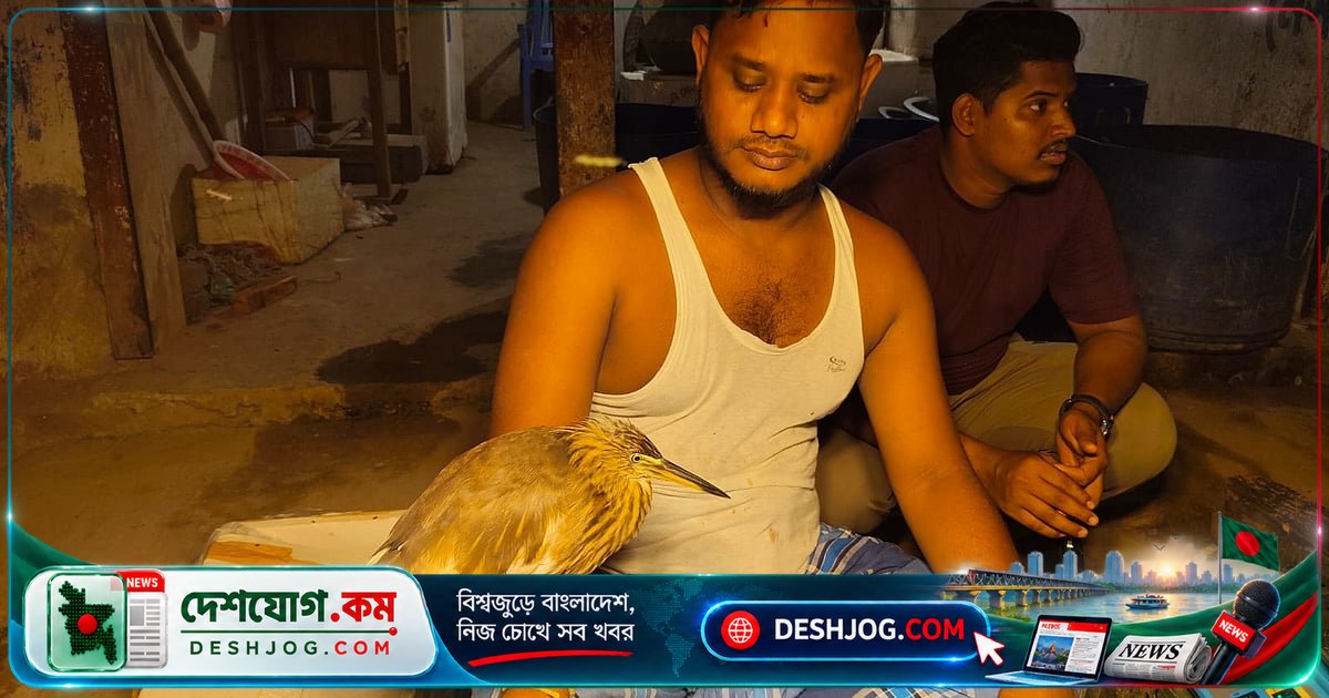 গাজীপুরের মাছ বিক্রেতা জসিমের মায়ায় পড়ে বকটি প্রতিদিন ফিরে আসে সন্ধ্যায়