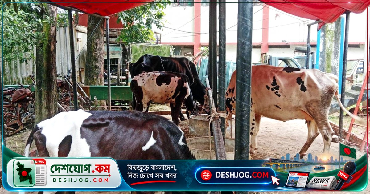 গাজীপুরের থানায় গোয়ালঘর! চোরাই পাঁচটি গরু লালন-পালন করছে পুলিশ, মালিক খুঁজে পাচ্ছে না