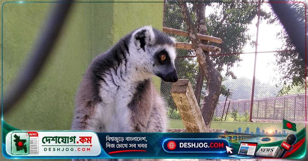 গাজীপুর সাফারি পার্কের লেমুর দুটি ভারতের পার্কে বিক্রি, ডিএনএ প্রমাণের অভাবে বাংলাদেশের দাবি জটিল