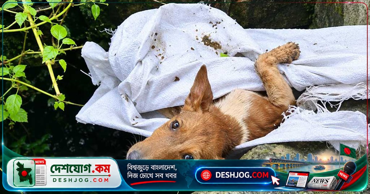 গাজীপুরের সেপটিক ট্যাংক থেকে জীবিত উদ্ধার: দু’দিন আটকে থাকা কুকুরের অবিস্মরণীয় রক্ষাকারকদের গল্প